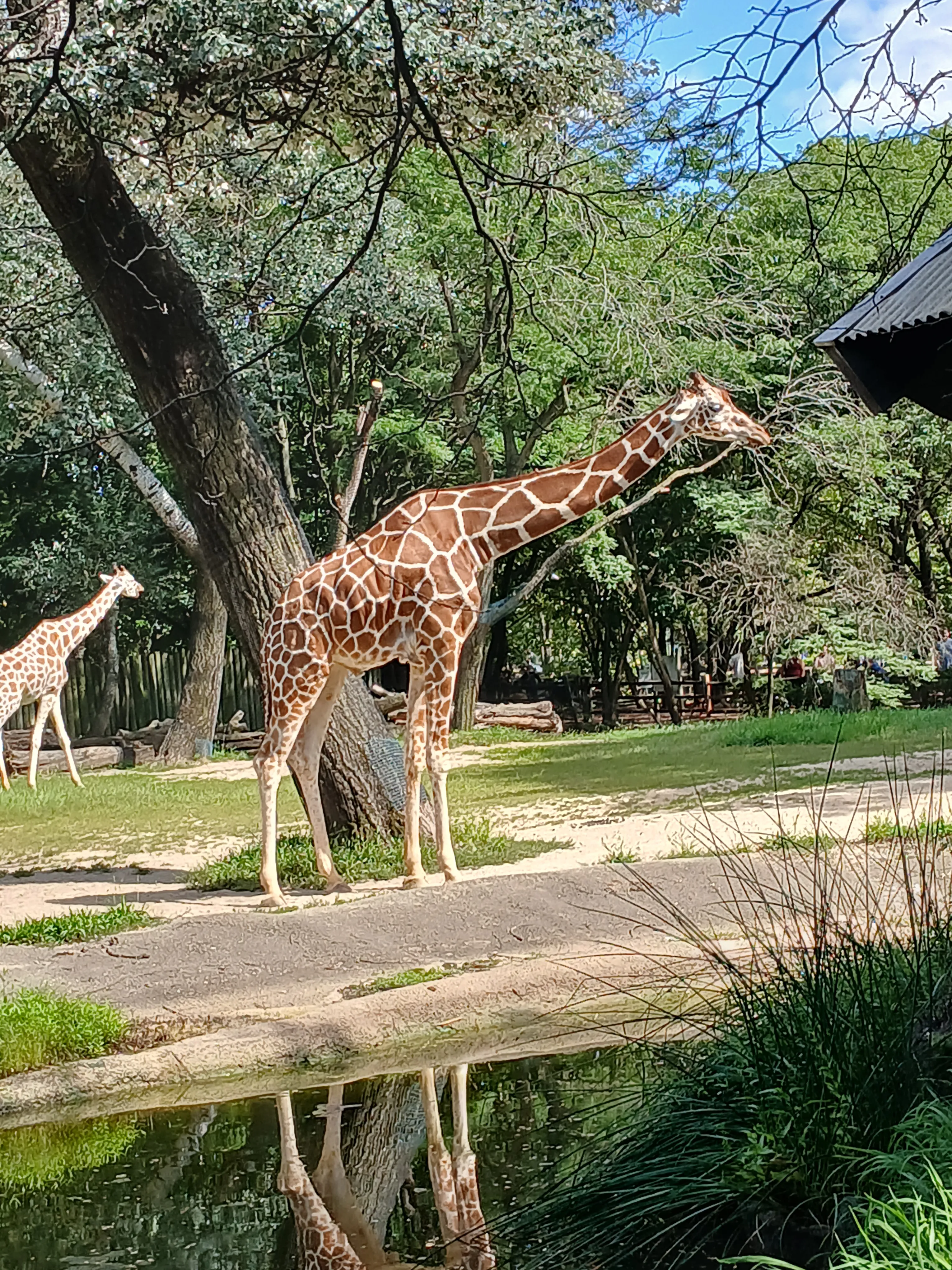 Giraffe at Brookfield Zoo